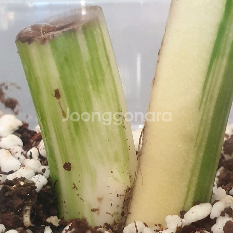 몬스테라 보르시지아나 알보 바리에가타 #잎31cm--3