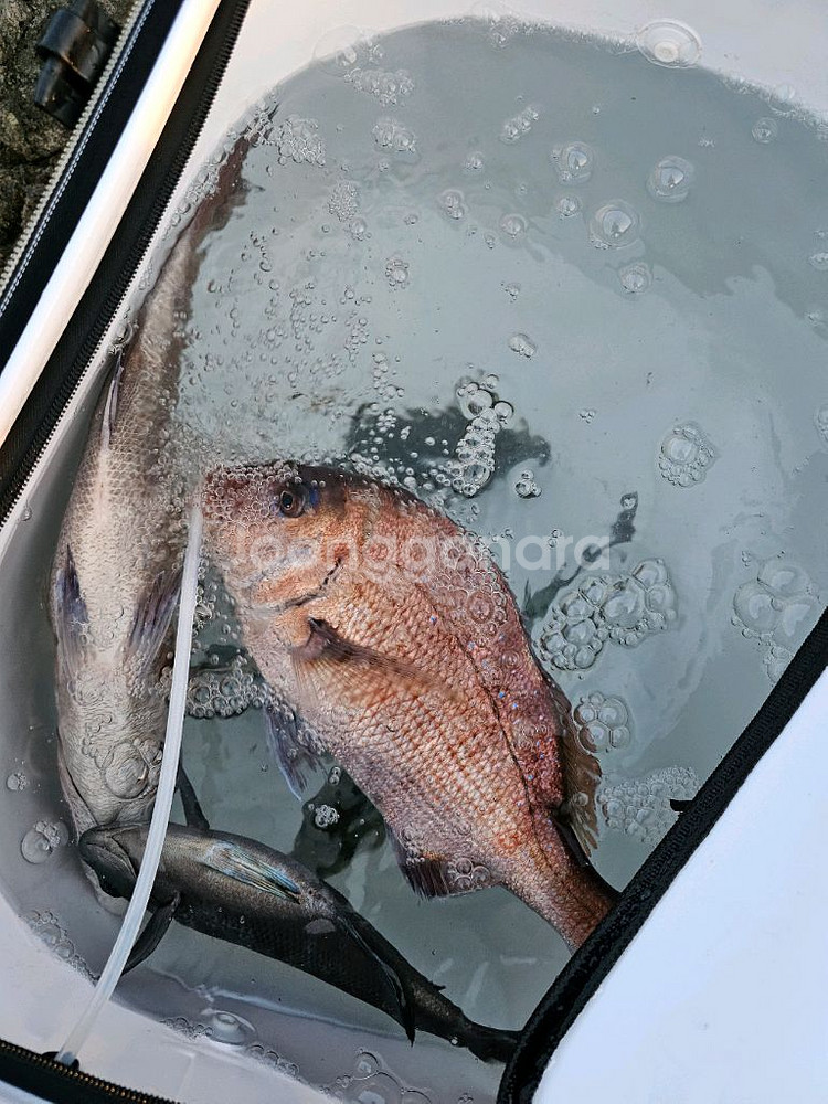 바다낚시 양수기&기포기 팜니다.--1