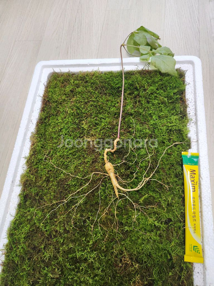 자연산 야생산삼 판매 합니다 건강--2
