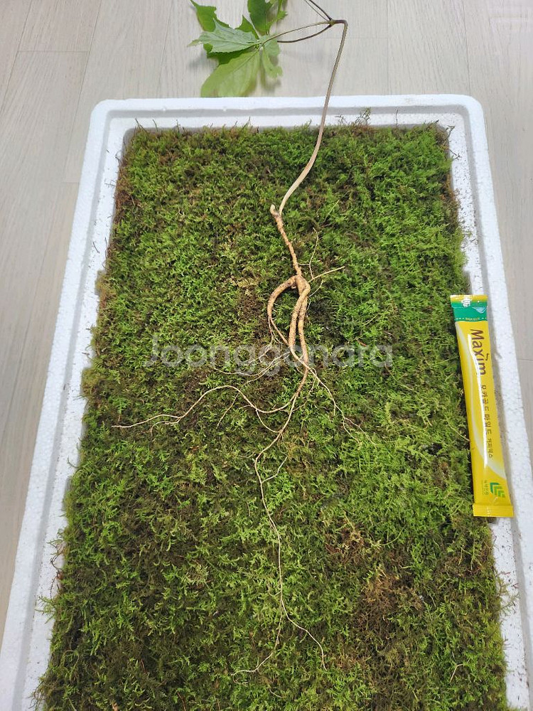 자연산 야생산삼 판매 합니다 건강--1