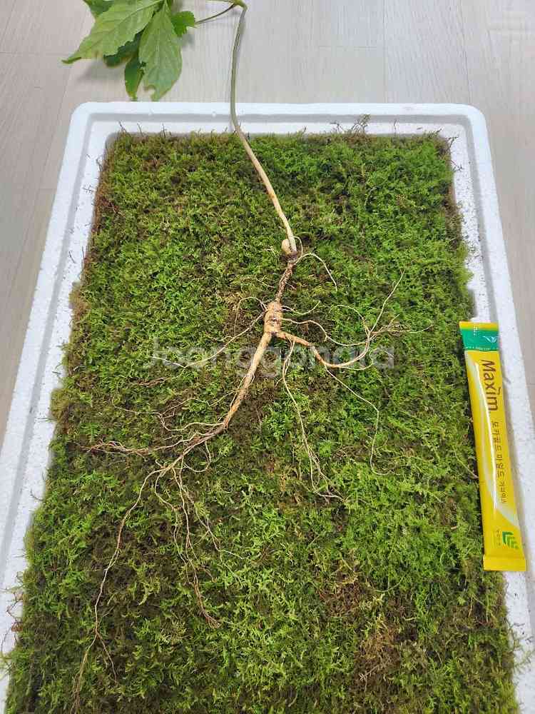 자연산 야생산삼 판매 합니다 건강--5