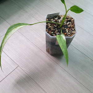 안스리움 비타리폴리움 바리