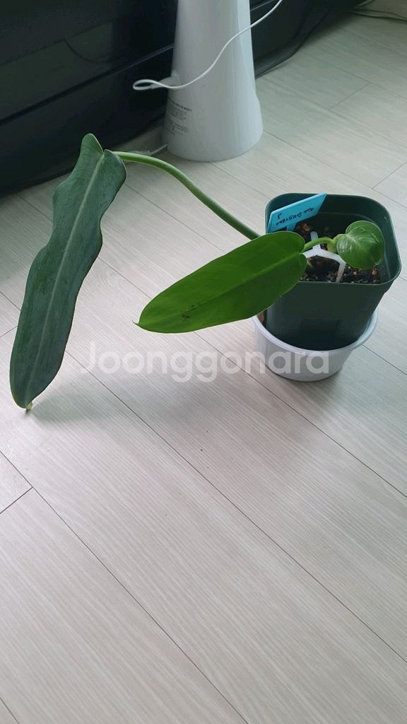 필로덴드론 에콰도리안카누 식물--0