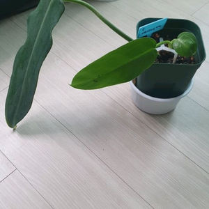 필로덴드론 에콰도리안카누 식물