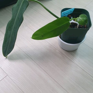 필로덴드론 에콰도리안카누 식물
