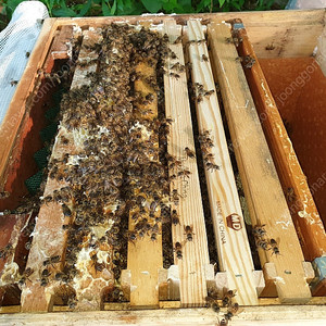 토종벌분양합니다