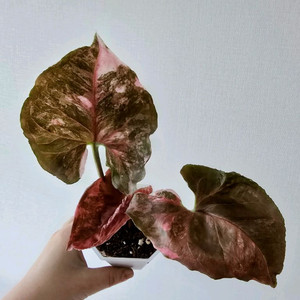 싱고니움 핑크쥬얼리