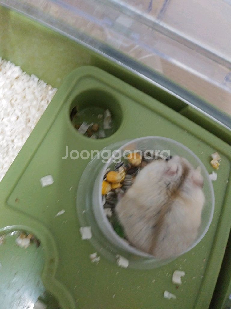 햄스터는 진국이--0