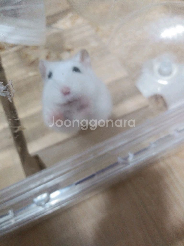 햄스터는 진국이--1