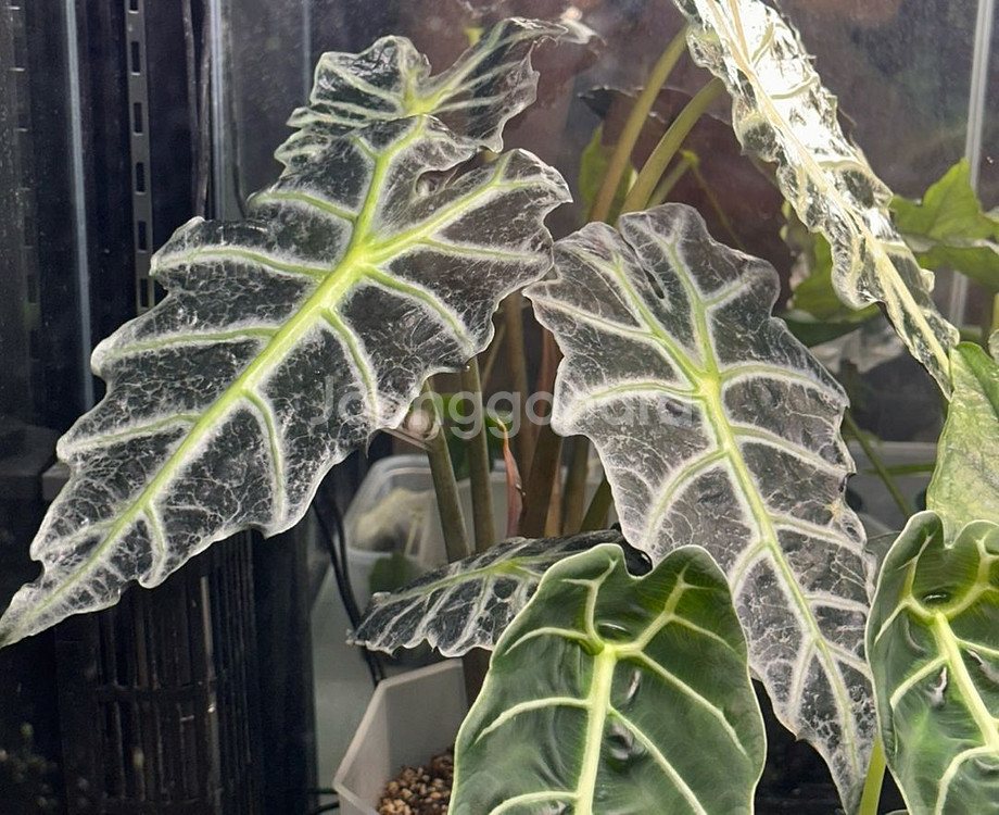 알로카시아 변이 메숲카페개체 (베놈or아마조니카변이)--0