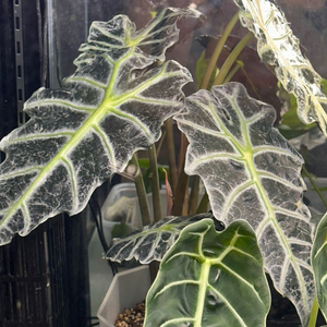 알로카시아 변이 메숲카페개체 (베놈or아마조니카변이)