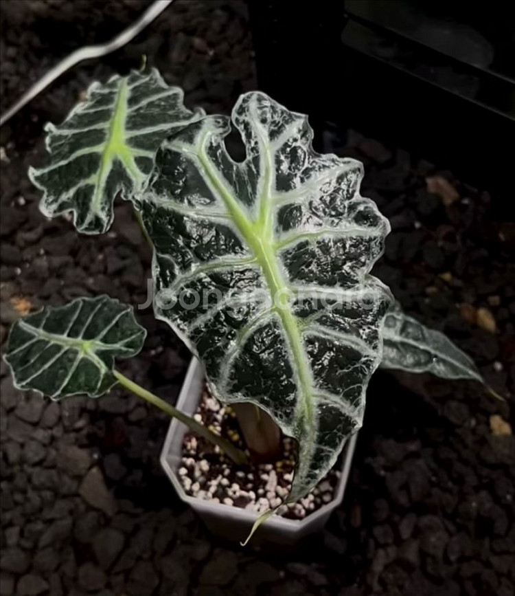 알로카시아 변이 메숲카페개체 (베놈or아마조니카변이)--1