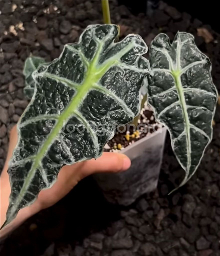 알로카시아 변이 메숲카페개체 (베놈or아마조니카변이)--2