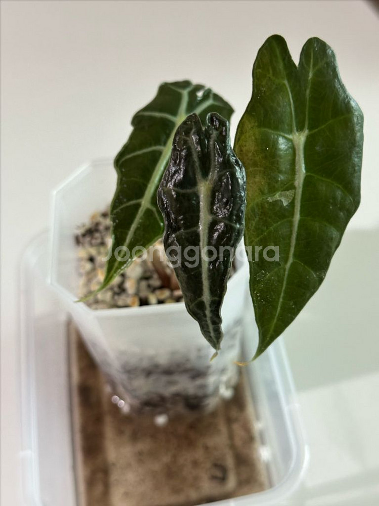 알로카시아 변이 메숲카페개체 (베놈or아마조니카변이)--3