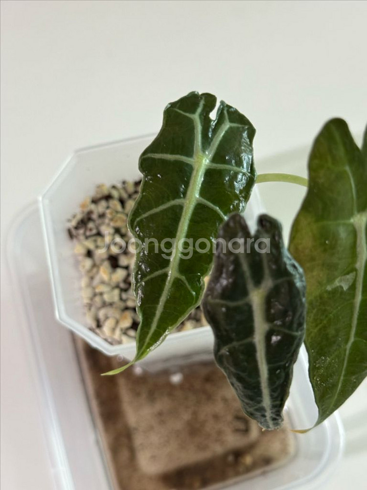 알로카시아 변이 메숲카페개체 (베놈or아마조니카변이)--4