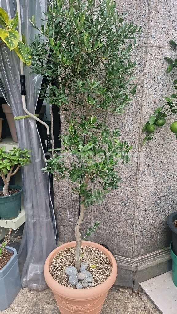 대형 올리브나무--0