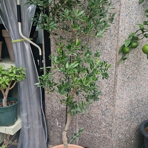 대형 올리브나무
