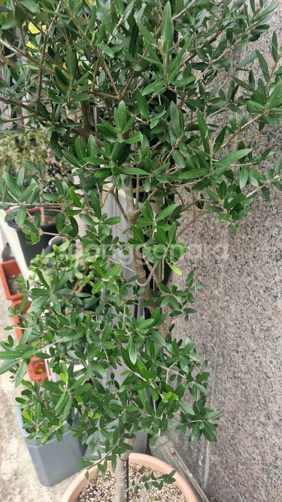 대형 올리브나무--1