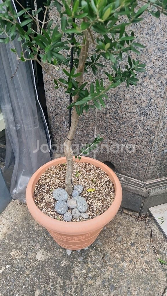 대형 올리브나무--2