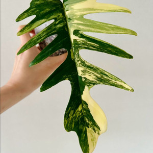 플로리다 뷰티 토텀 바리에가타