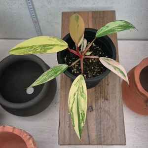 필로덴드론스트로베리쉐이크 이미지