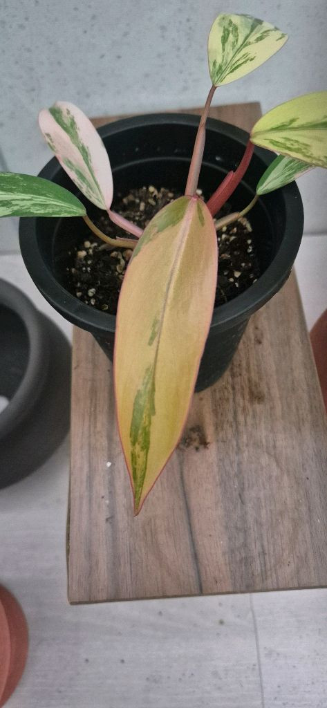 필로덴드론스트로베리쉐이크 이미지