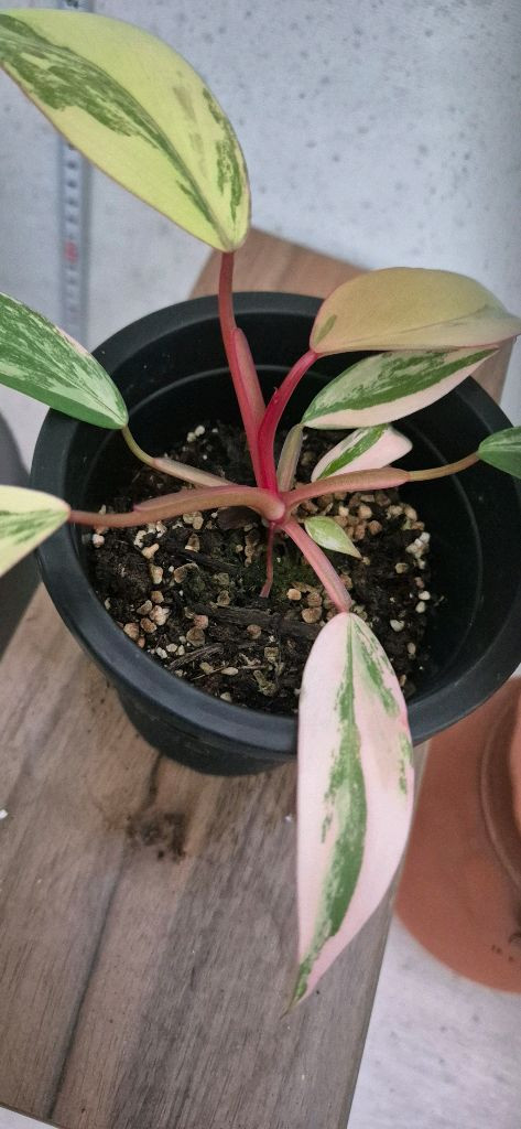 필로덴드론스트로베리쉐이크 이미지