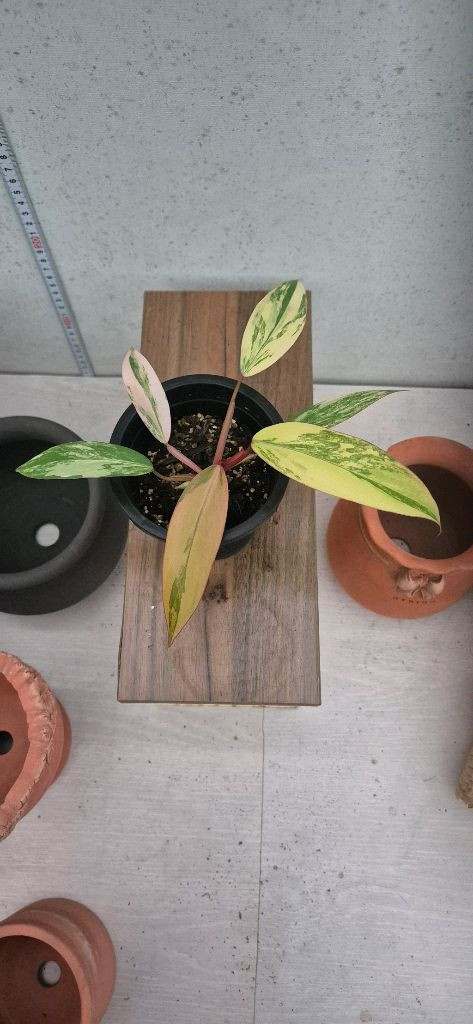 필로덴드론스트로베리쉐이크 이미지