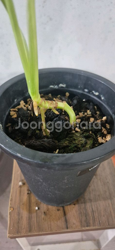 몬스테라무늬아단소니--3