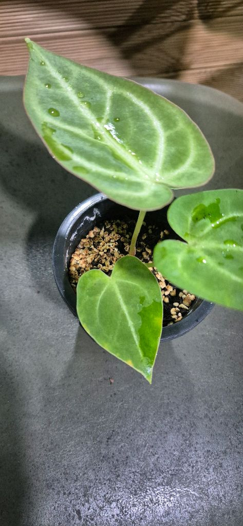 안스리움클라리너비움*크리스탈리움 이미지