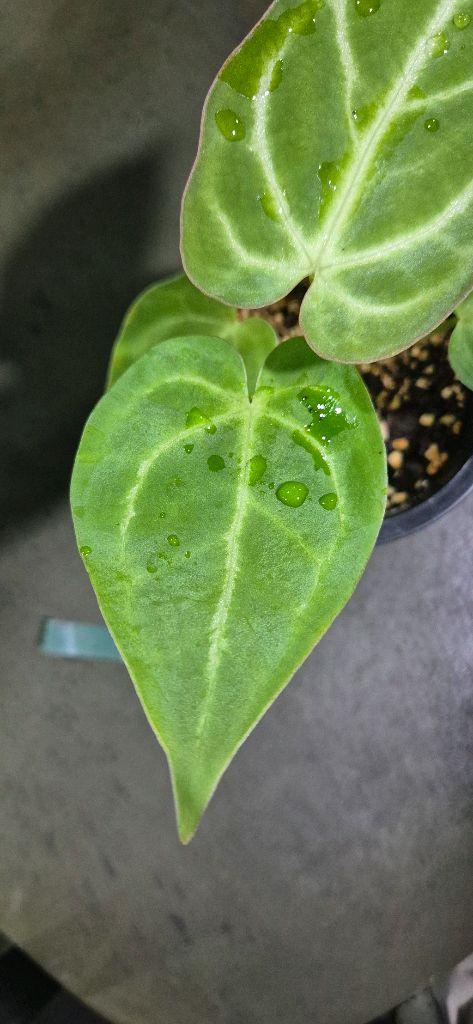 안스리움클라리너비움*크리스탈리움 이미지