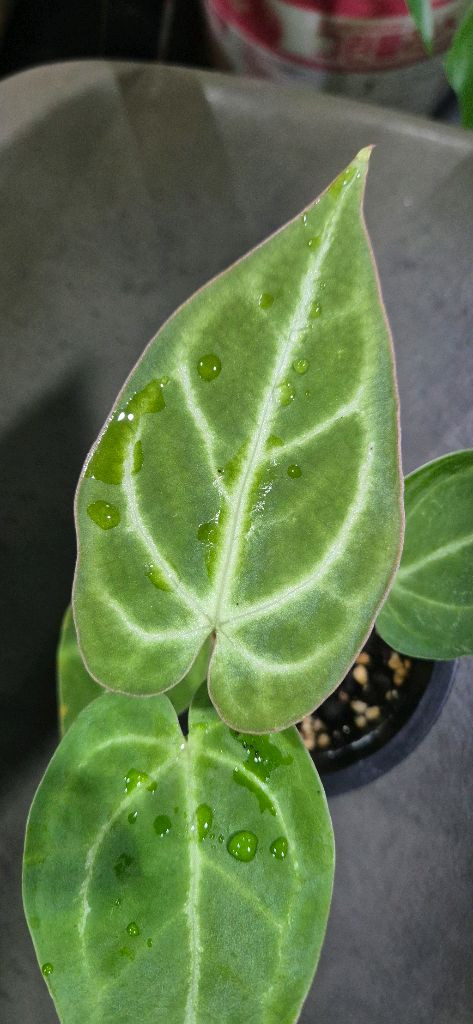 안스리움클라리너비움*크리스탈리움 이미지