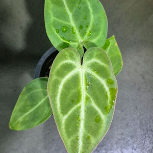 안스리움클라리너비움*크리스탈리움 이미지