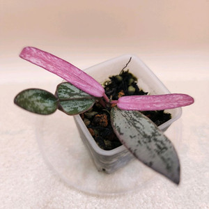 호야 시길라티스 알보 바리에가타