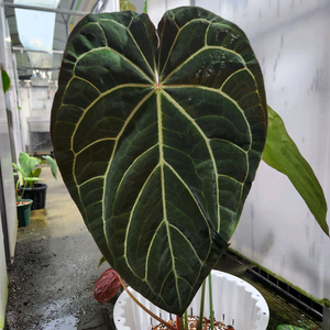 안스리움 블랙 크리스탈리넘