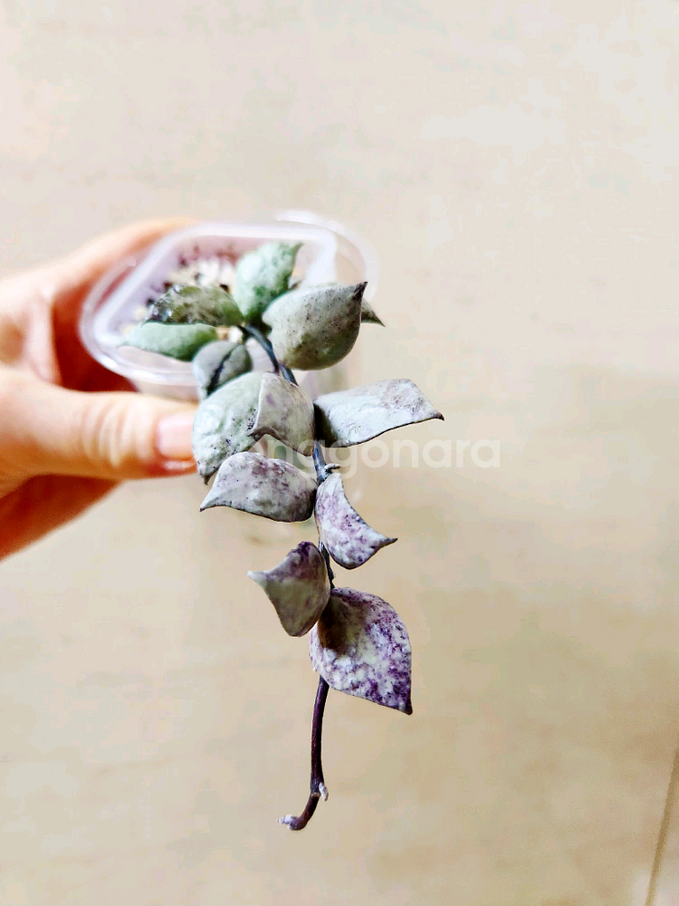 호야라쿠노사 바이올렛--1