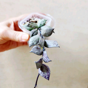 호야라쿠노사 바이올렛