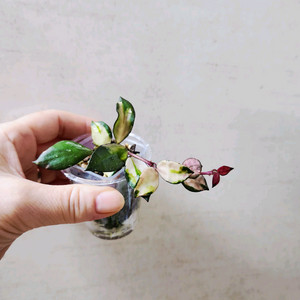 호야 라쿠노사 미나라