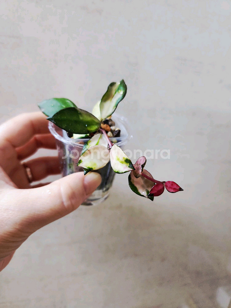 호야 라쿠노사 미나라--1