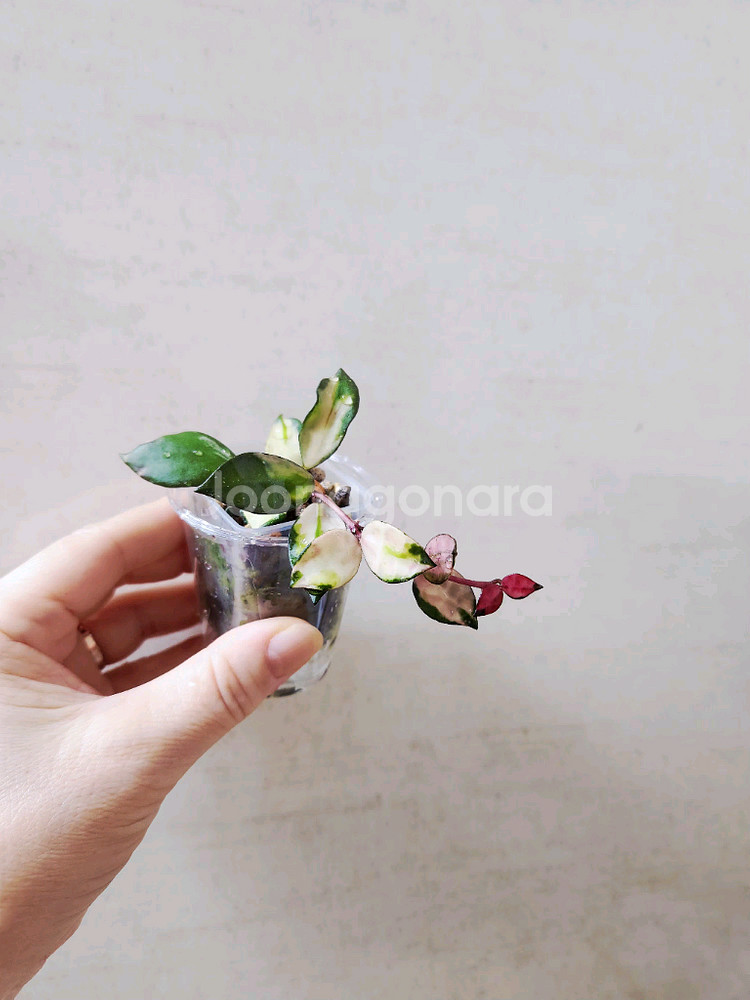 호야 라쿠노사 미나라--3
