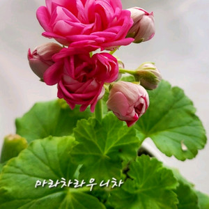 제라늄. 마라차라우니차