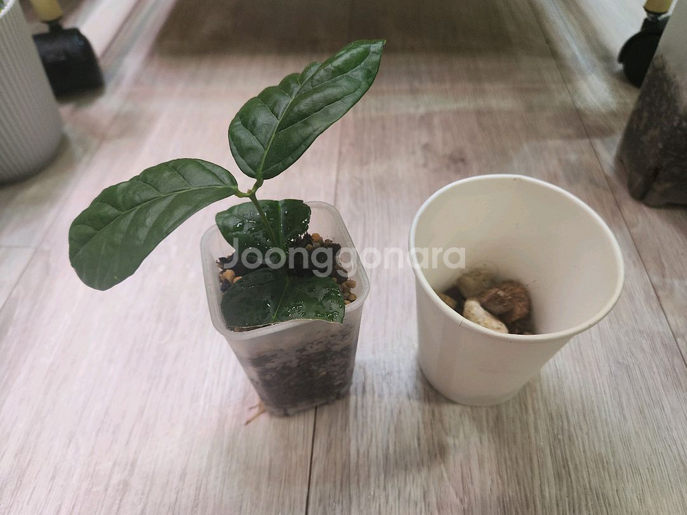 식물 제이드쟈스민 삽목--0