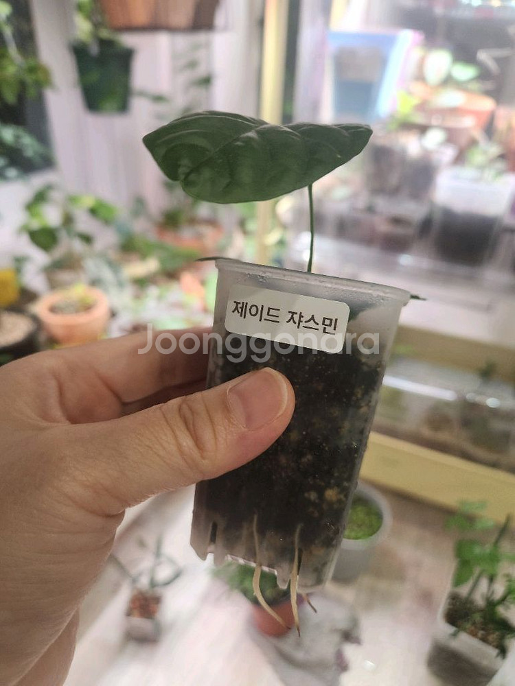 식물 제이드쟈스민 삽목--2