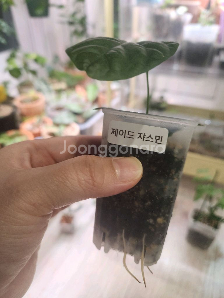 식물 제이드쟈스민 삽목--1