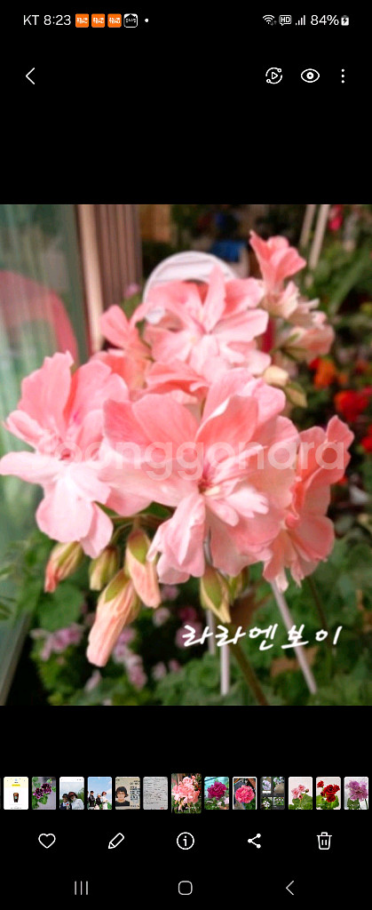 제라늄.라라엔보이--0