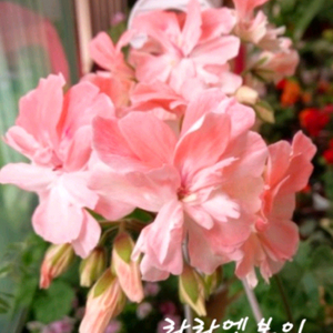 제라늄.라라엔보이