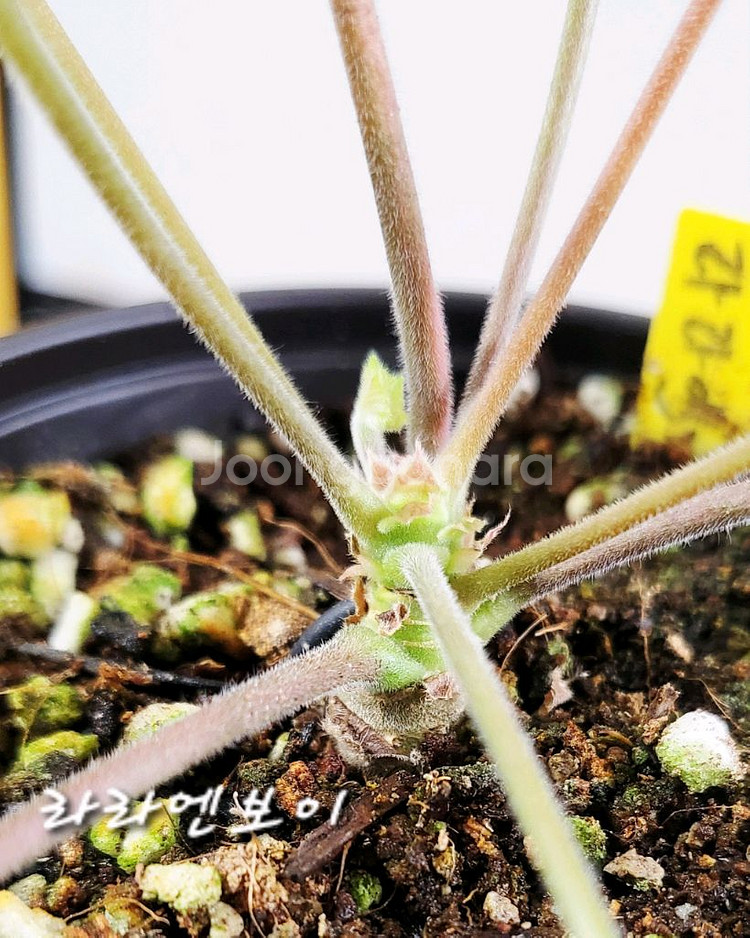 제라늄.라라엔보이--1