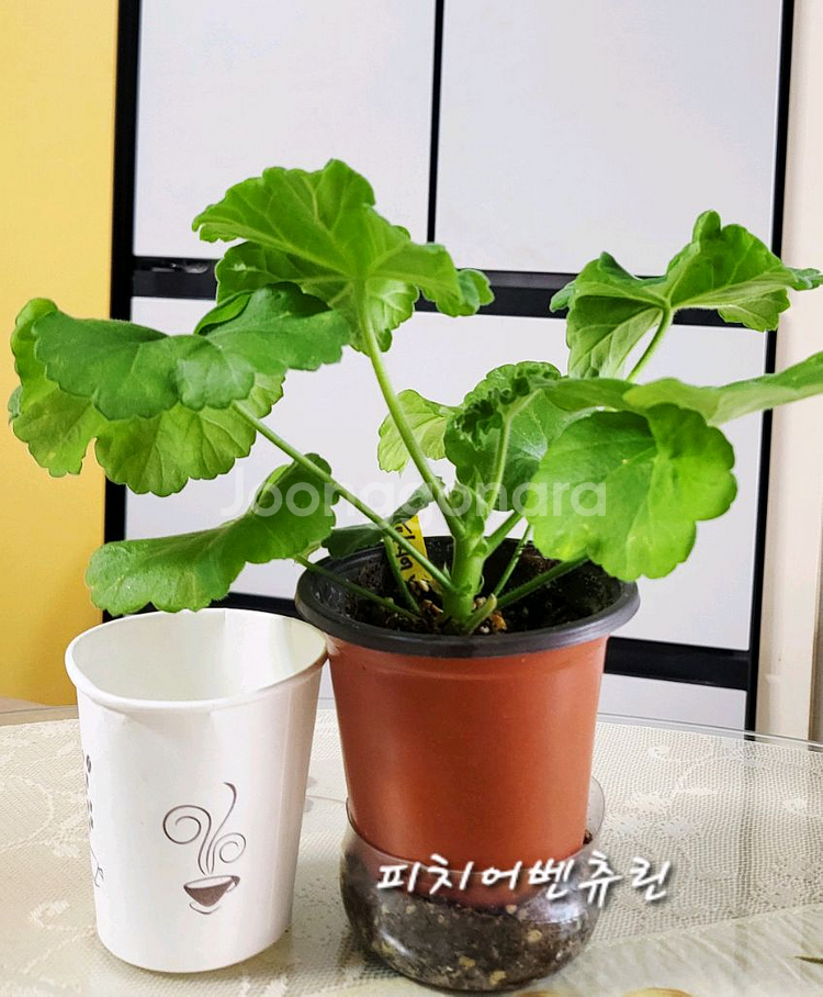 제라늄.피치어벤츄린--1
