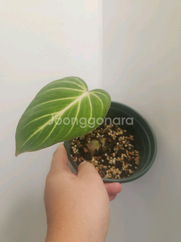 필로덴드론 남미 글로리오섬--0