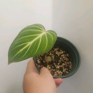 필로덴드론 남미 글로리오섬